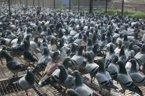 如何预防鸽子呼吸道疾病，要严格执行卫生防疫制度