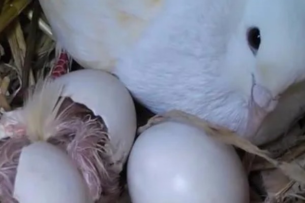 如何预防鸽子呼吸道疾病，要严格执行卫生防疫制度