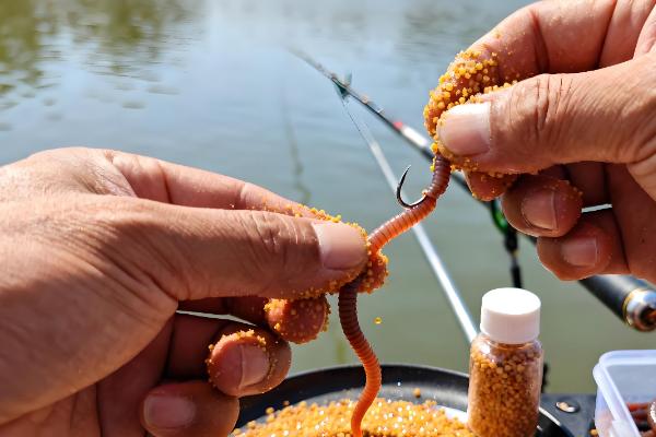 蚯蚓钓鱼效果好不好，效果较好