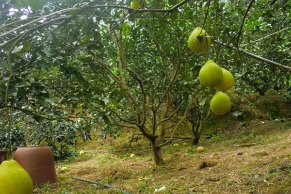 沙田柚的栽培要点,1-2月份的时候施加萌芽壮花肥
