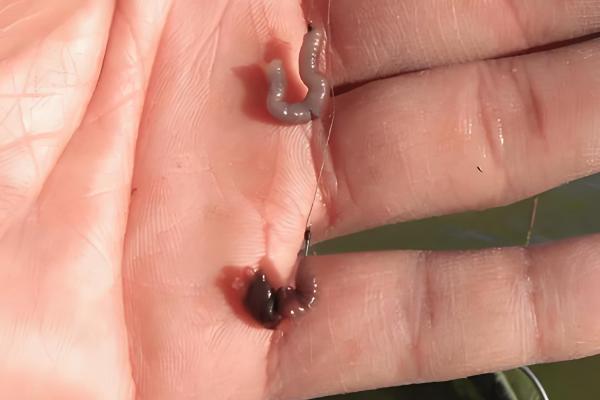 蚯蚓钓鱼效果好不好，效果较好