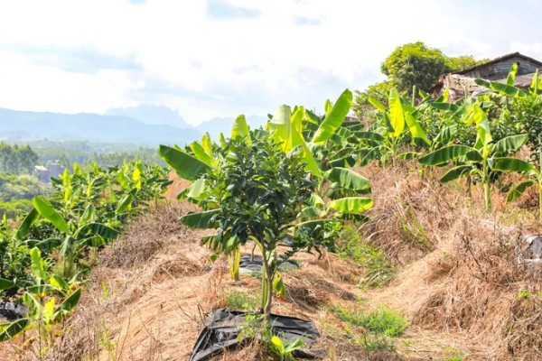 沙田柚的栽培要点,1-2月份的时候施加萌芽壮花肥