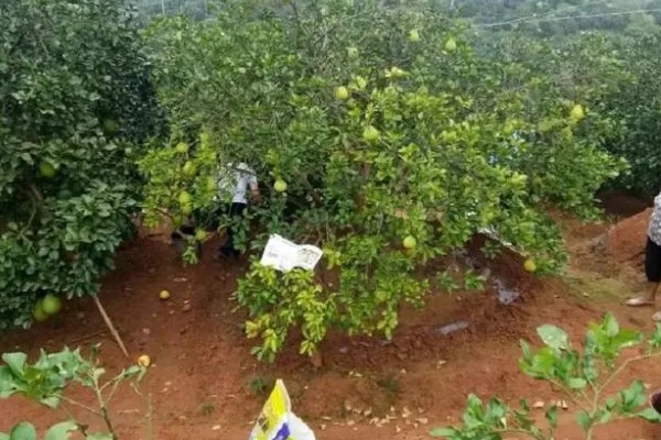 沙田柚的栽培要点,1-2月份的时候施加萌芽壮花肥