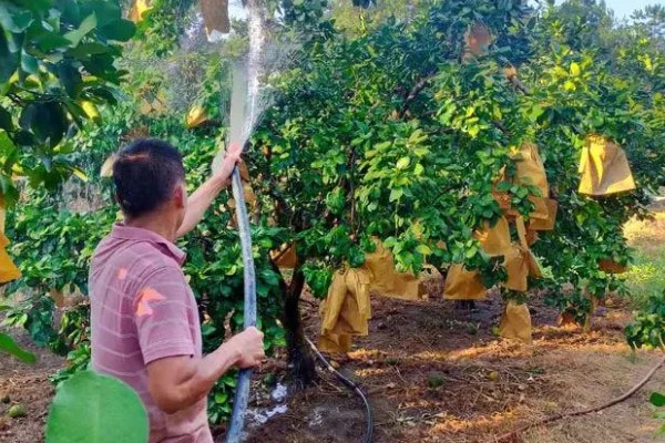 沙田柚的栽培要点,1-2月份的时候施加萌芽壮花肥