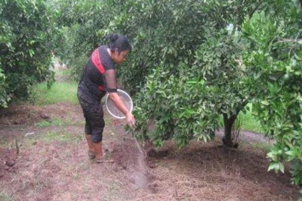 沙田柚的栽培要点,1-2月份的时候施加萌芽壮花肥