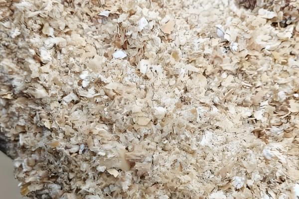 蚯蚓钓鱼效果好不好，效果较好