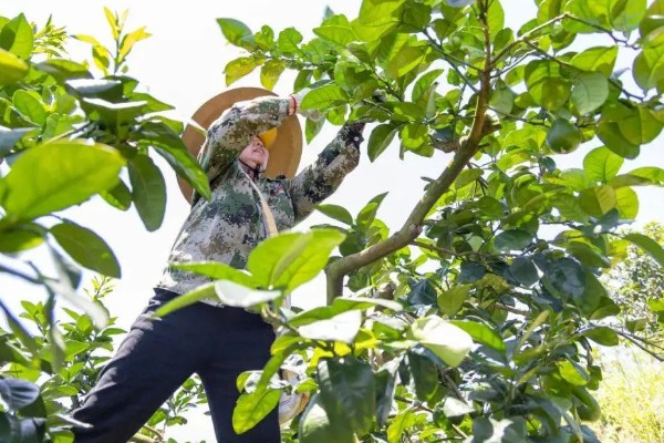 沙田柚的栽培要点,1-2月份的时候施加萌芽壮花肥