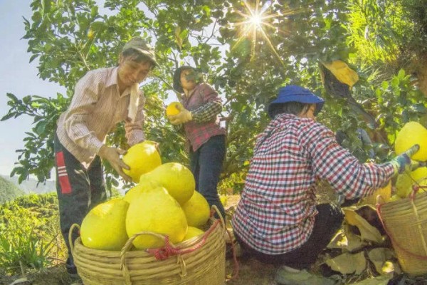 沙田柚的栽培要点,1-2月份的时候施加萌芽壮花肥