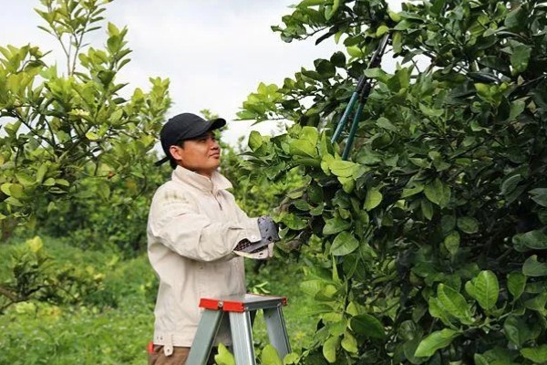沙田柚的栽培要点,1-2月份的时候施加萌芽壮花肥