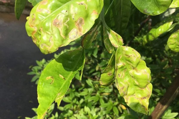 沙田柚的栽培要点,1-2月份的时候施加萌芽壮花肥