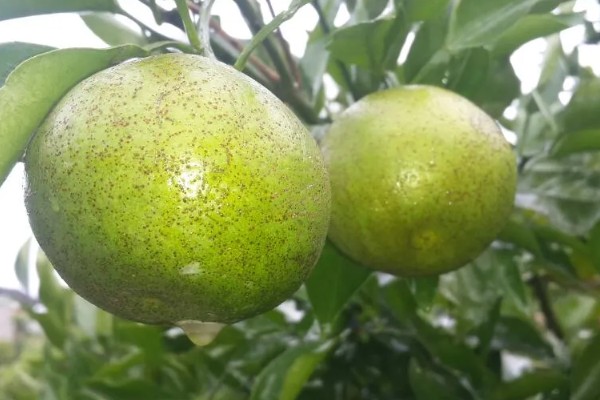 沙田柚的栽培要点,1-2月份的时候施加萌芽壮花肥