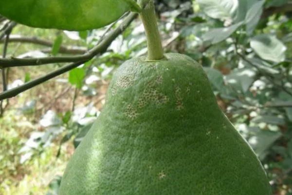 沙田柚的栽培要点,1-2月份的时候施加萌芽壮花肥