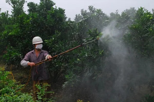 沙田柚的栽培要点,1-2月份的时候施加萌芽壮花肥