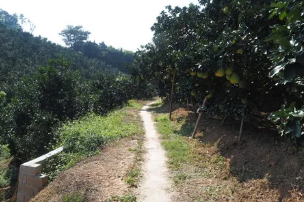 沙田柚的栽培要点,1-2月份的时候施加萌芽壮花肥