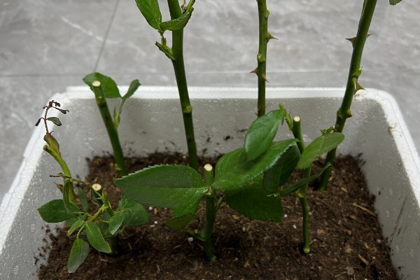 玫瑰剪枝能栽活吗，是可以栽活的