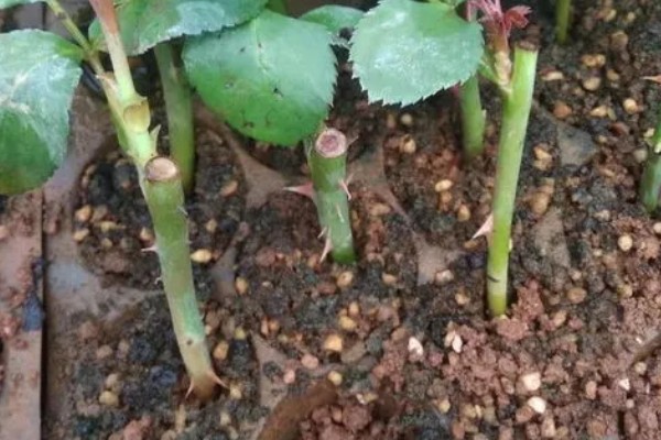 玫瑰剪枝能栽活吗，是可以栽活的