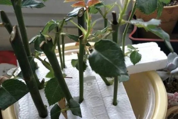 玫瑰剪枝能栽活吗，是可以栽活的