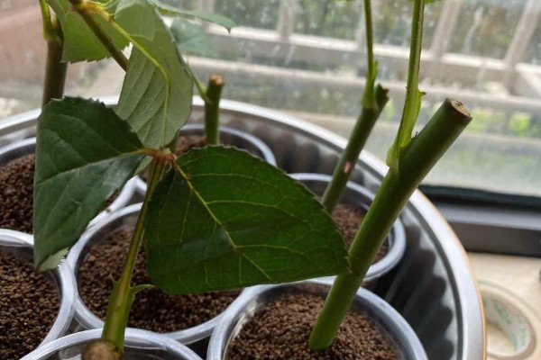 玫瑰剪枝能栽活吗，是可以栽活的