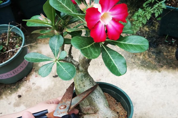 玫瑰剪枝能栽活吗，是可以栽活的