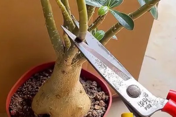 玫瑰剪枝能栽活吗，是可以栽活的