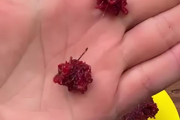 红虫的挂钩方法,将面粉和红虫混在一起做成团子