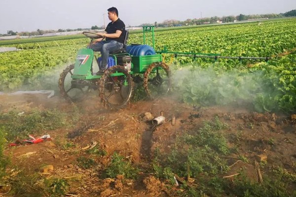 油葵何时打药，可以在开花末期打药
