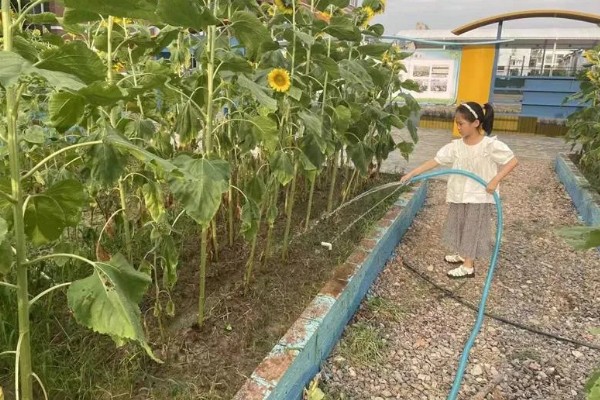 油葵何时打药，可以在开花末期打药