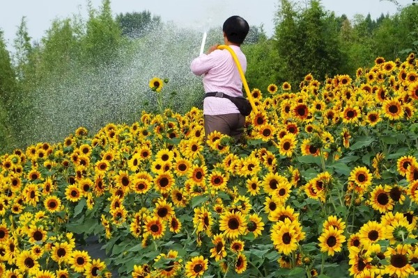 油葵何时打药，可以在开花末期打药