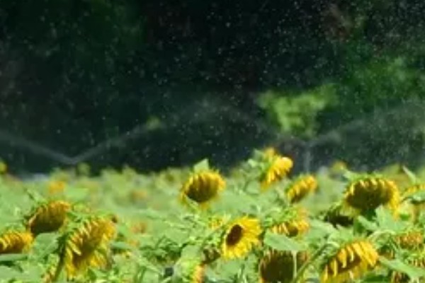 油葵何时打药，可以在开花末期打药