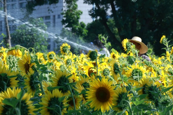 油葵何时打药，可以在开花末期打药