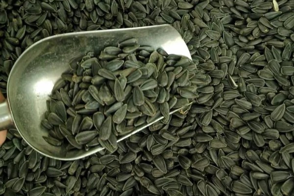 油葵何时打药，可以在开花末期打药