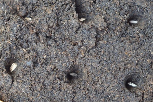 油葵何时打药，可以在开花末期打药