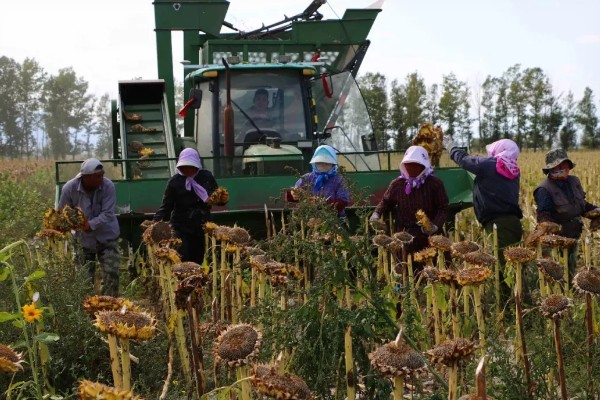 油葵何时打药，可以在开花末期打药