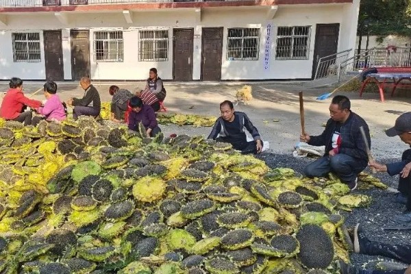 油葵何时打药，可以在开花末期打药