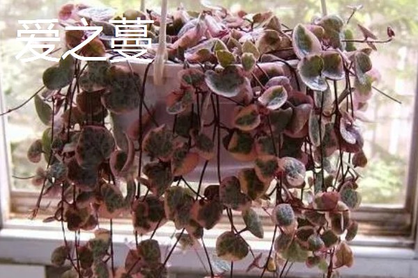 超耐阴的室内植物,主要有爱之蔓、虎皮兰等