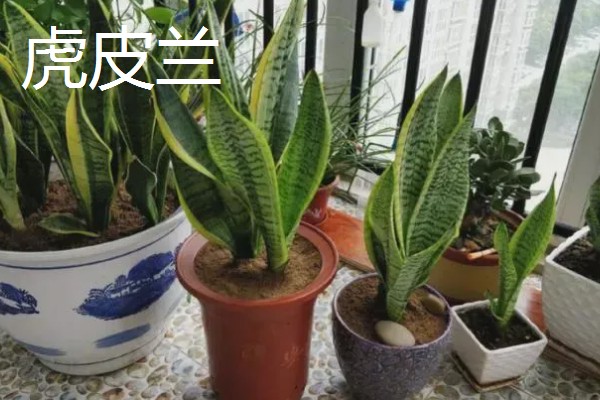 超耐阴的室内植物,主要有爱之蔓、虎皮兰等