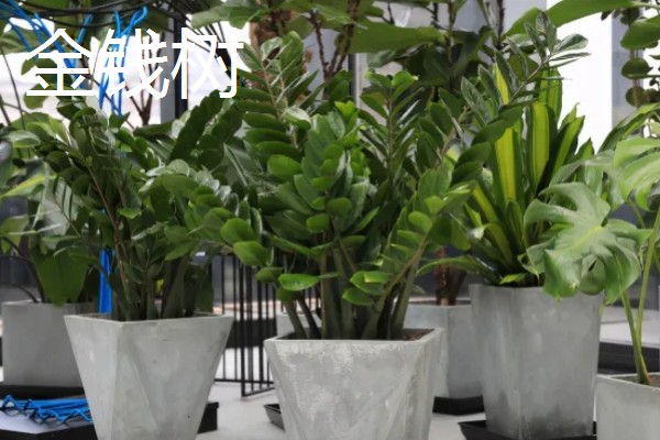 超耐阴的室内植物,主要有爱之蔓、虎皮兰等