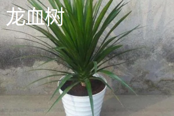 超耐阴的室内植物,主要有爱之蔓、虎皮兰等