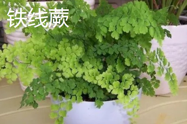 超耐阴的室内植物,主要有爱之蔓、虎皮兰等