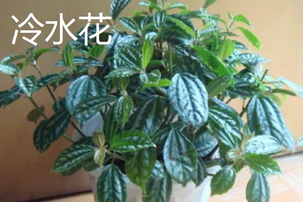 超耐阴的室内植物,主要有爱之蔓、虎皮兰等