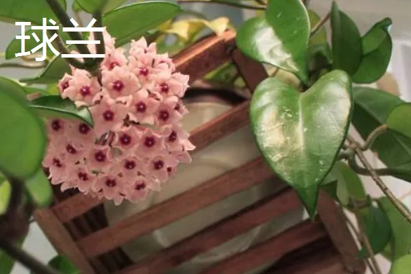 超耐阴的室内植物,主要有爱之蔓、虎皮兰等