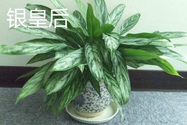 超耐阴的室内植物,主要有爱之蔓、虎皮兰等