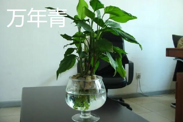 超耐阴的室内植物,主要有爱之蔓、虎皮兰等