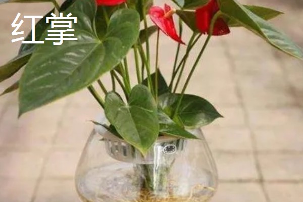 超耐阴的室内植物,主要有爱之蔓、虎皮兰等