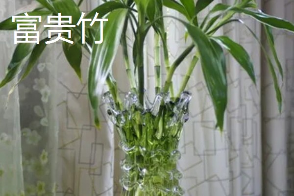 超耐阴的室内植物,主要有爱之蔓、虎皮兰等