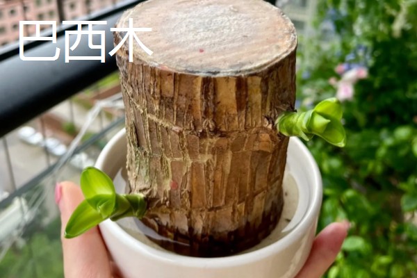 超耐阴的室内植物,主要有爱之蔓、虎皮兰等