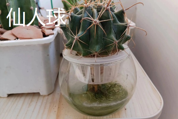 超耐阴的室内植物,主要有爱之蔓、虎皮兰等