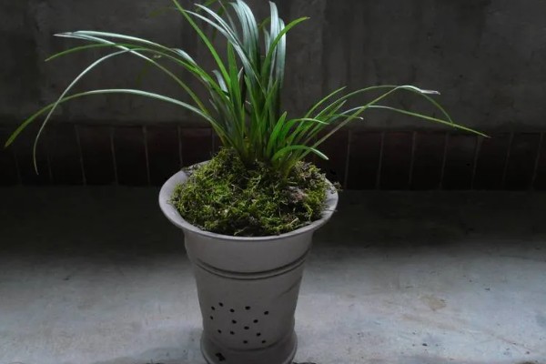 惠兰怎么养殖,夏季遮光率需达到80%以上