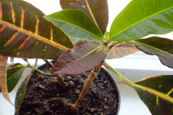 变叶木如何扦插繁殖，挑选长10-15cm且健康无病害的枝条