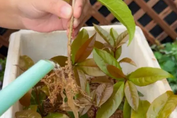 变叶木如何扦插繁殖，挑选长10-15cm且健康无病害的枝条